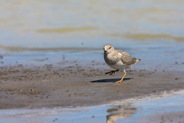Magellanic Plover, Pluvianellus socialis