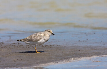 Magellanic Plover, Pluvianellus socialis