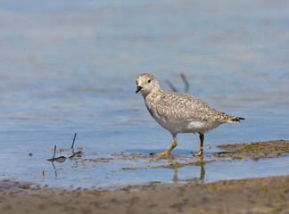 Magellanic Plover, Pluvianellus socialis