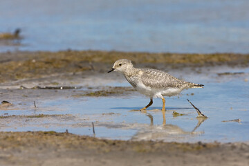 Magellanic Plover, Pluvianellus socialis