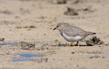 Magellanic Plover, Pluvianellus socialis