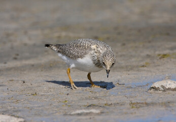 Magellanic Plover, Pluvianellus socialis