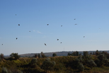 Fototapeta premium birds in flight over the field