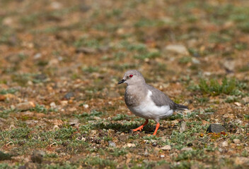 Magellanic Plover, Pluvianellus socialis
