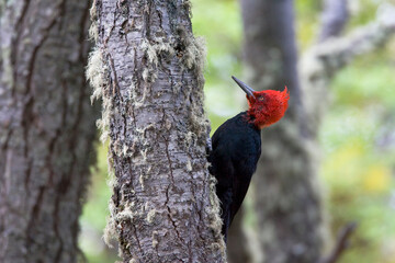 Magellanic Woodpecker, Campephilus magellanicus