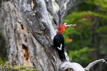 Magellanic Woodpecker, Campephilus magellanicus