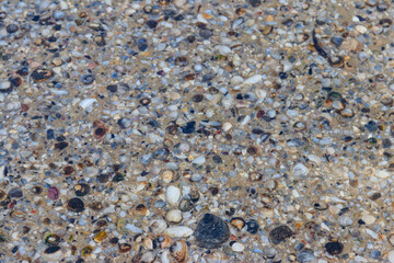 Background of the sea shells