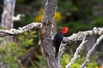 Magellanic Woodpecker, Campephilus magellanicus