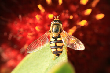 Macro shot of a Eupeodes luniger a species of hoverfly sitting on a flower