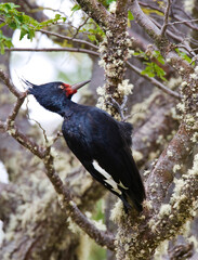 Magellanic Woodpecker, Campephilus magellanicus