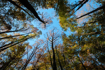 Autumn. Autumn atmosphere. Autumn background. Wallpaper. Sunny day. Forest. 