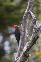 Magellanic Woodpecker, Campephilus magellanicus