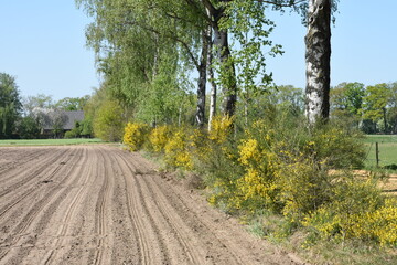 Obraz premium yellow broom floers on the edge of a field