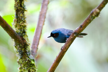 Maskerberghoningkruiper, Masked Flowerpiercer, Diglossa cyanea