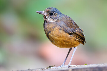 Moustached Antpitta, Grallaria alleni