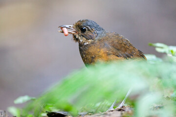 Moustached Antpitta, Grallaria alleni