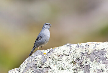 Loodkleurige Sierragors, Plumbeous Sierra-finch, Phrygilus unicolor