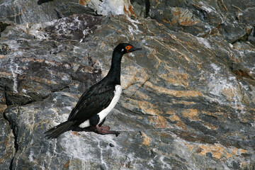 Magelhaenaalscholver, Rock Cormorant, Phalacrocorax magellanicus