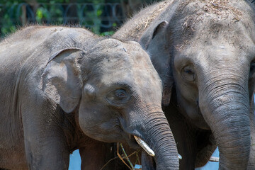 Naklejka premium An elephant and its baby