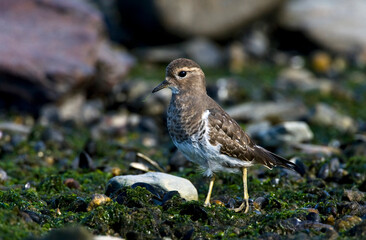 Rufous-chested Dotterel, Charadrius modestus