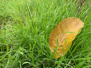 leaf on grass