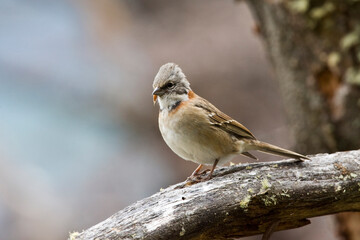 Rufous-collared Sparrow, Zonotrichia capensis