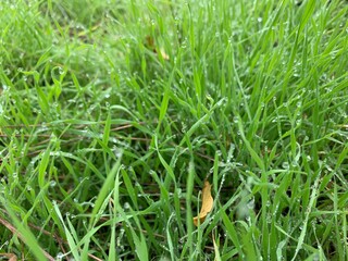 green grass background