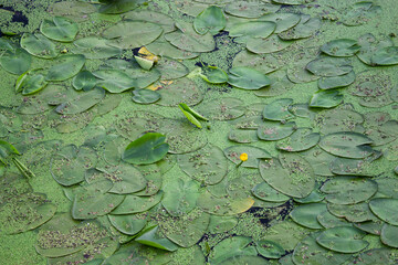 Blossoming Water lily. Flowering Water lily yellow
