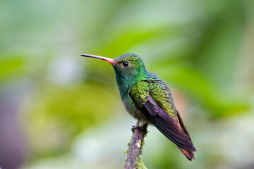 Fototapeta na wymiar Roodstaartamazilia, Rufous-tailed Hummingbird, Amazilia tzacatl
