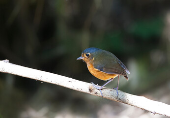 Slate-crowned Antpitta, Grallaricula nana