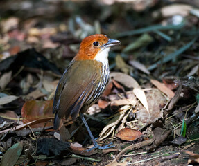 Chestnut-crowned Antpitta, Grallaria ruficapilla
