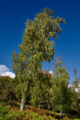 Deciduous forest and hiking trail