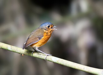 Slate-crowned Antpitta, Grallaricula nana