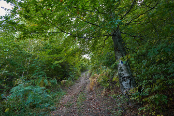 Hiking trail through the forest