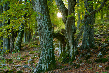 Beech forest in the autumn