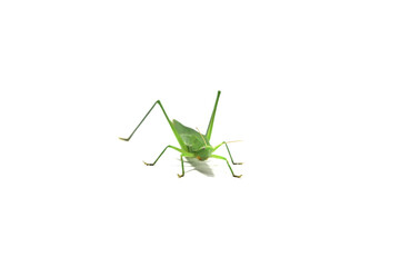  green grasshopper is a devastating pest, eats vegetables and gardeners' agricultural produce on a white background and feeds on small insects.