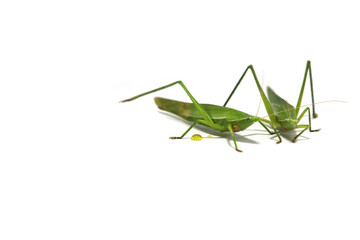  green grasshopper is a devastating pest, eats vegetables and gardeners' agricultural produce on a...