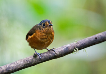 Slate-crowned Antpitta, Grallaricula nana