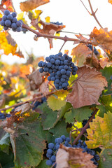 vineyards with grapes in autumn