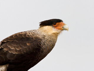 Southern Caracara, Kuifcaracara, Caracara plancus