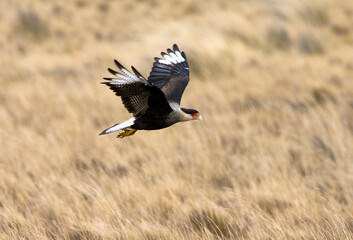 Southern Caracara, Kuifcaracara, Caracara plancus