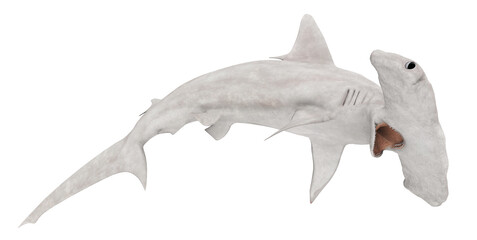 Hammerhai, Freisteller