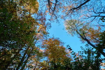Autumn. Autumn atmosphere. Autumn background. Wallpaper. Sunny day. Forest. 