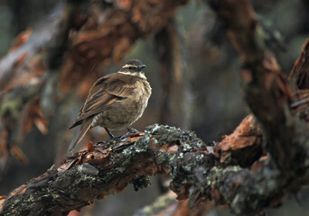 Grootsnavelwipstaart, Stout-billed Cinclode, Cinclodes excelsior