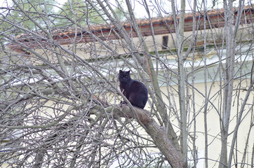 black cat on tree