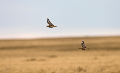 Andesplevier, Tawny-throated Dotterel, Oreopholus ruficollis