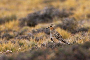 Andesplevier, Tawny-throated Dotterel, Oreopholus ruficollis