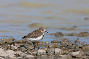 Falklandplevier, Two-banded Plover, Charadrius falklandicus