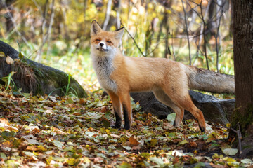 Cute Red Fox in green forest.