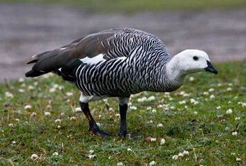 Upland Goose, Chloephaga picta